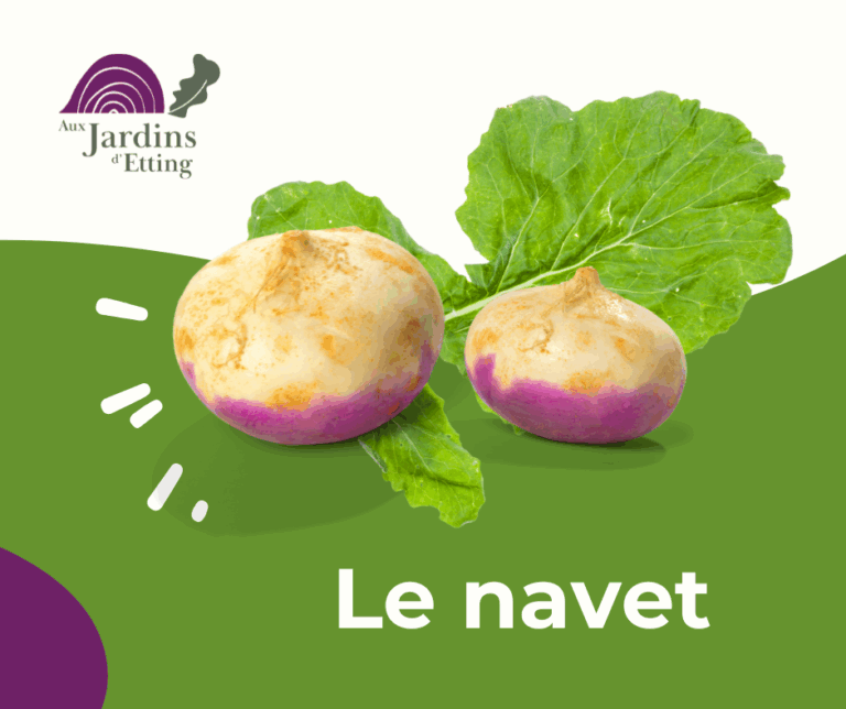 le navet